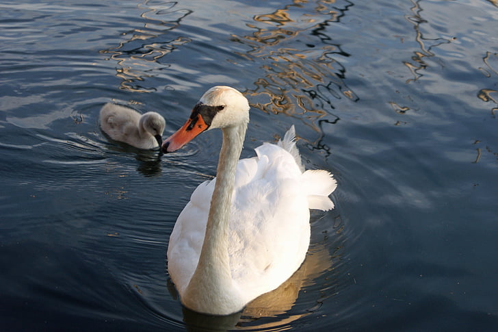 Swan, mláďatá, vták, vodné vtáctvo, milý, mladé zvieratá, zviera