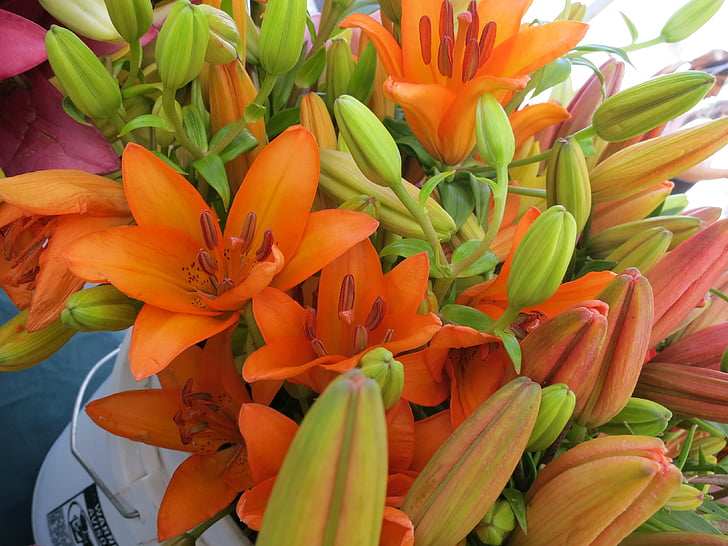 orange, lilies, flowers, blooming
