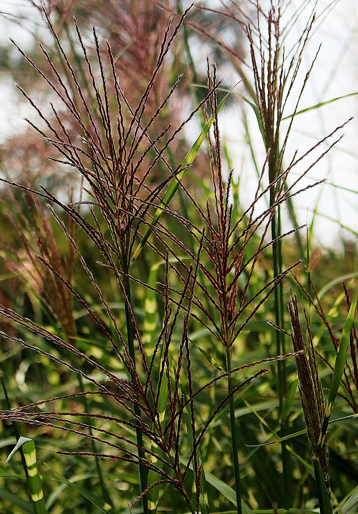rumput, rumput menunjuk, akhir musim panas, alam, tanaman, rumput