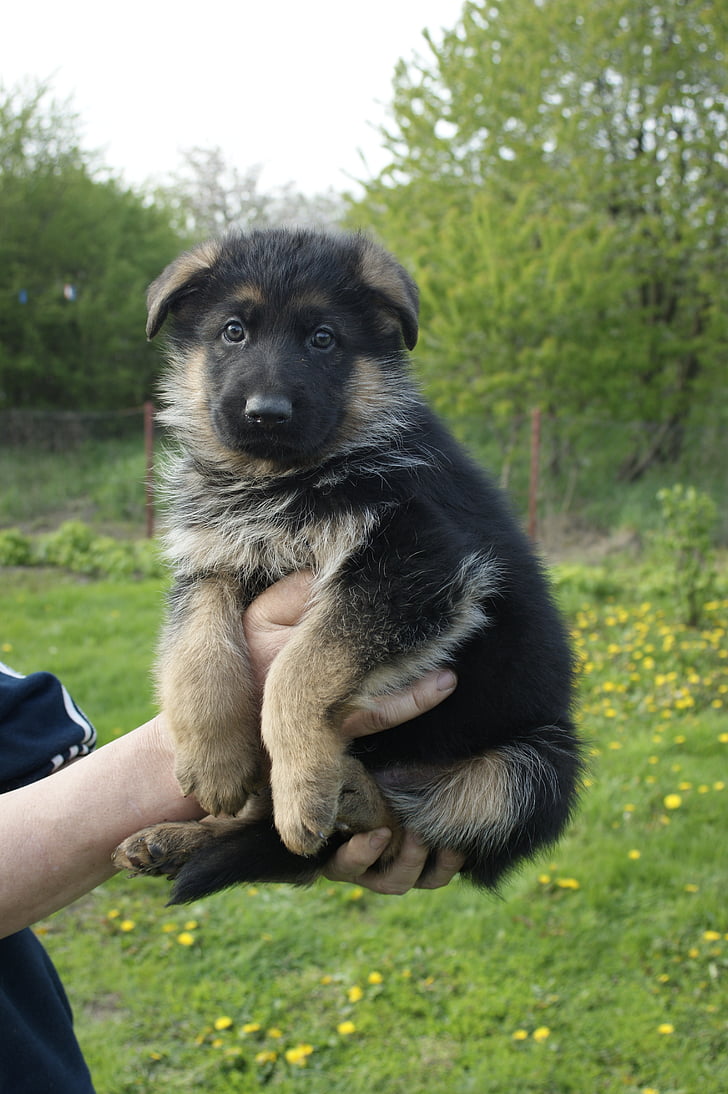 filhote de cachorro, pastor alemão, minúsculo, bonito, animal, cão, animal de estimação