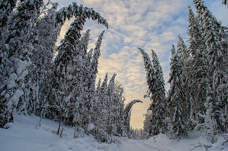 Зима, лес, Россия, Туризм, Природа, чаща, пейзаж