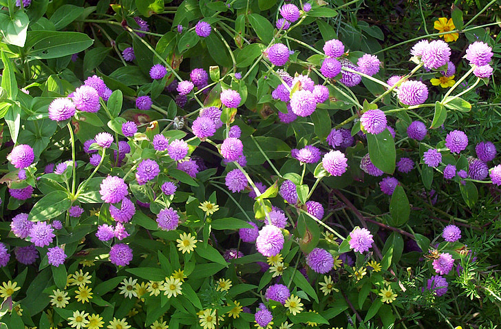 gomphrena globosa, purple, flowers, violet, globe amaranth, bachelor button, annual