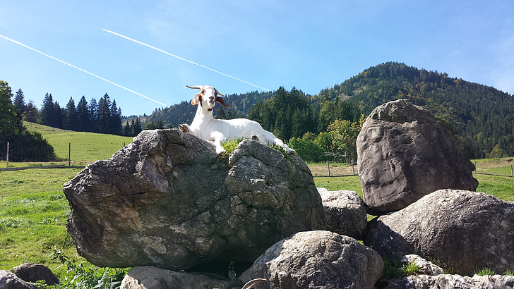 koza, Allgäu, zvíře, louka