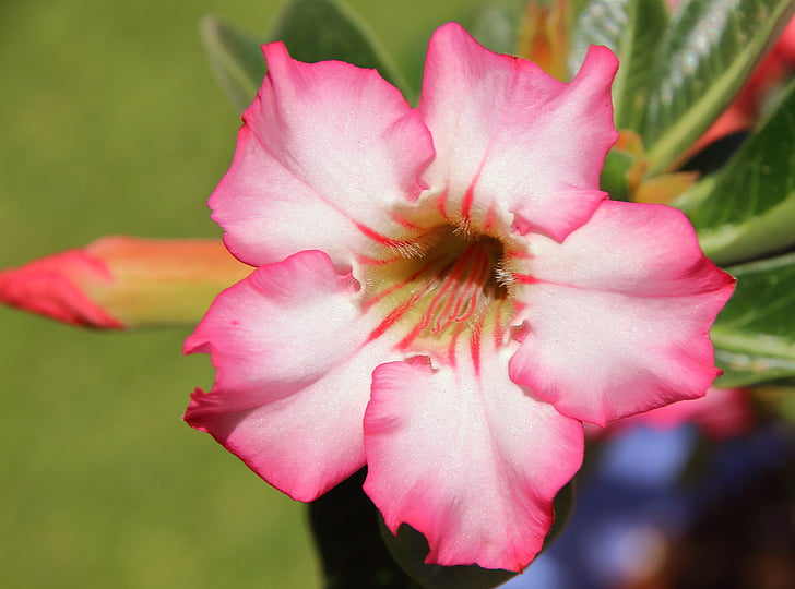 Adenium, die Wüste rose, Blütenblätter, weiß, Rosa, östlichen, Blume