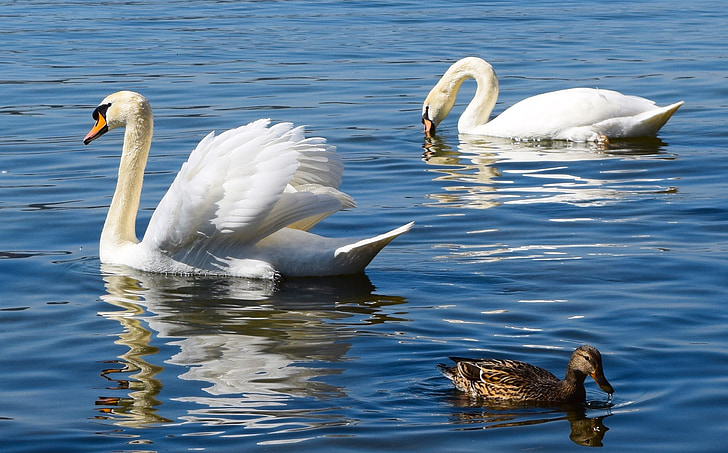 sjön, Swan, svanar, gräsand, fjäderdräkt