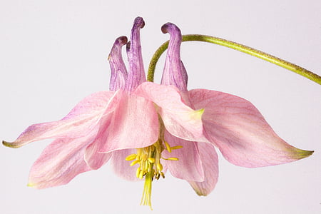 Columbine, kukka, Blossom, Bloom, kasvi, vaaleanpunainen, Lila