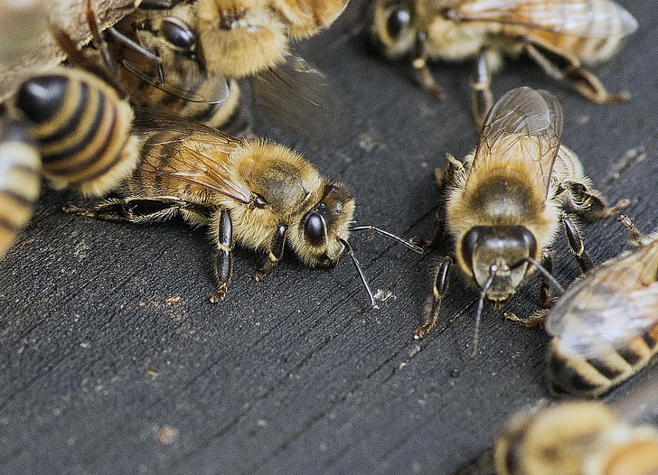 Bee, Buzz, honning, summende, natur, nektar, dyr