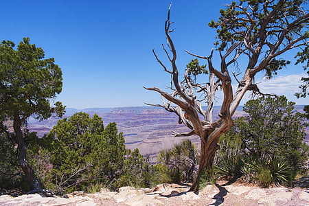 Гранд каньон, пейзаж, природата, планини, Америка, САЩ, дърво
