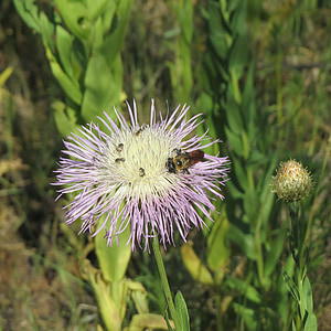 blå og hvide wildflower, grøn, vandreture, North texas