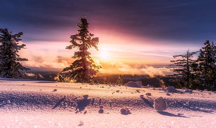 sunrise, winter, snow, panorama, forest, trees, woods