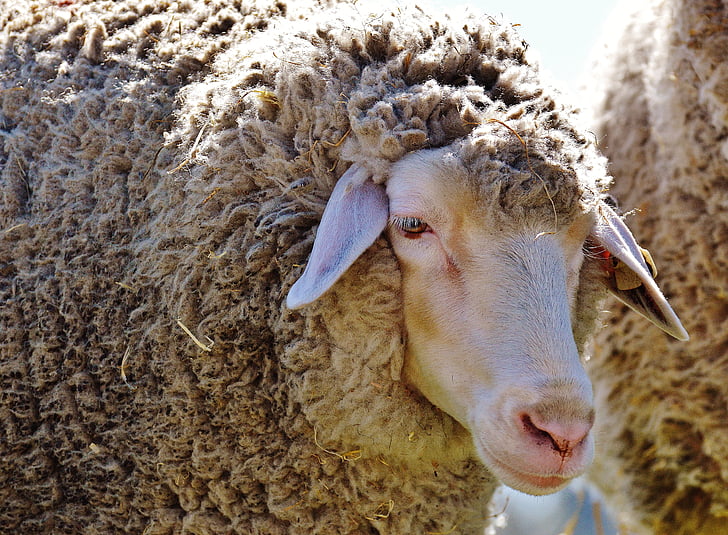πρόβατα, μαλλί, ζώο, Λιβάδι, φύση, χειμερινό παλτό, Καλό aiderbichl