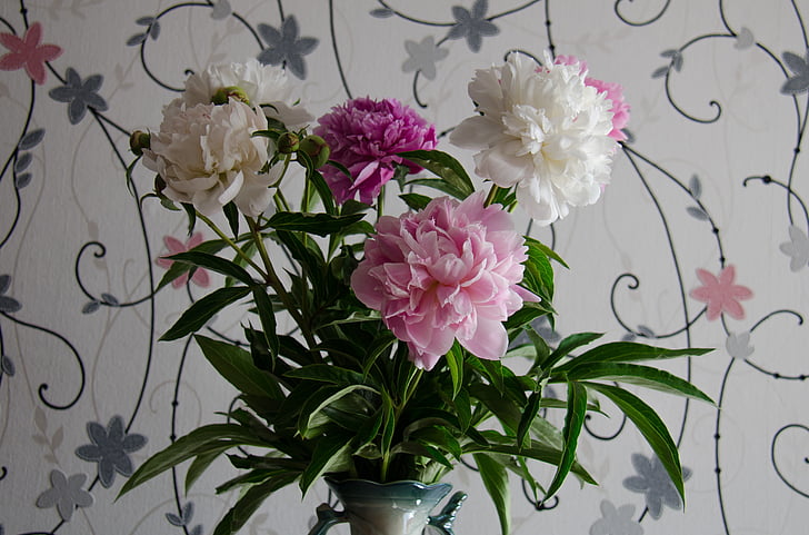 Peonies, çiçekler, Beyaz, pembe, portre, Haziran, beyaz çiçekler
