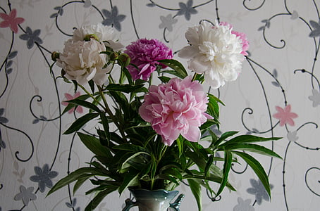 pioenrozen, bloemen, wit, roze, Closeup, juni, witte bloemen
