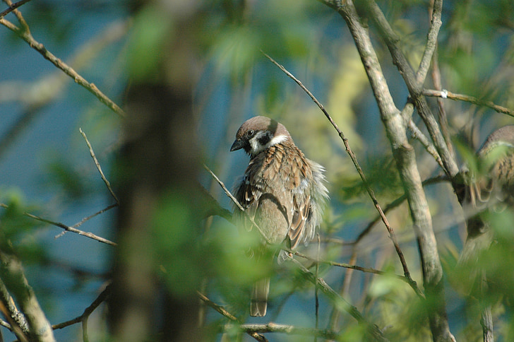 sparrow, sperling, bird, ruffled, house sparrow