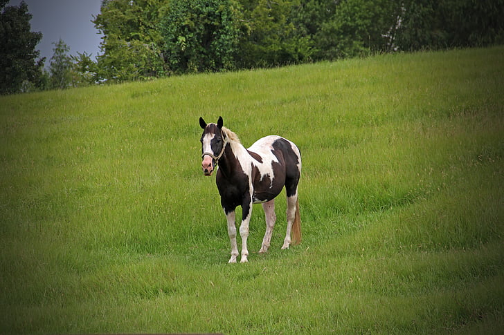 zirgs, Pinto, krāsotas, pļavas, pamanīja, ponijs, savvaļas zirgs