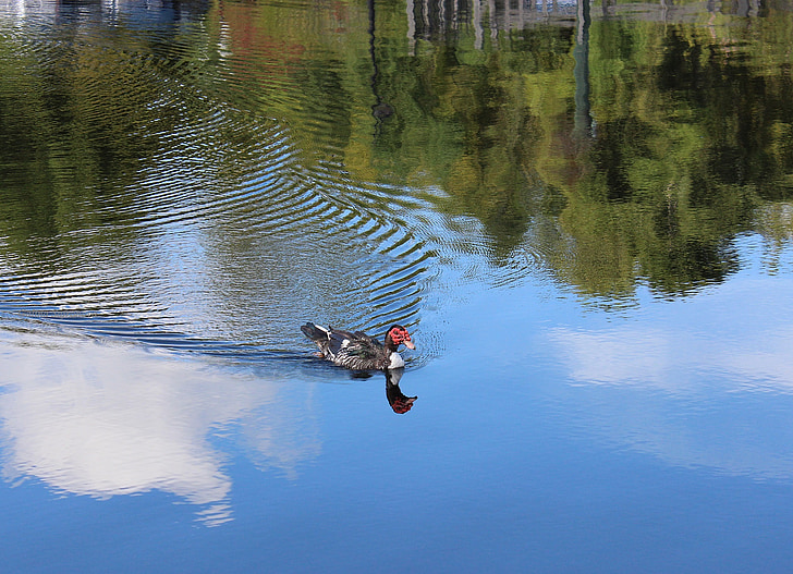 duck, bird, nature, wild, wildlife, water, reflection
