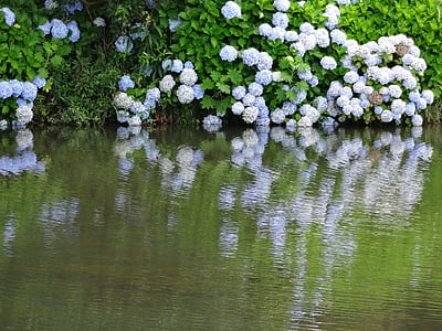 езеро, цветя, синьо, Градина, пейзаж, природата, цвете