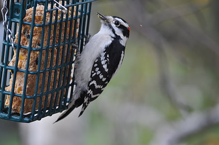 woodpecker, bird, perched, feathers, beak, wildlife, bird feeder