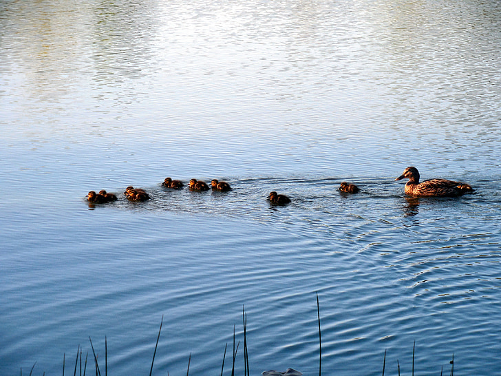 famiglia Duck, pulcini, madre di anatra, anatra, anatre, piccolo, nuotare
