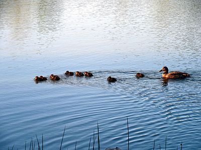 kačica rodina, mláďatá, matka kačica, kačica, kačice, malé, plávať