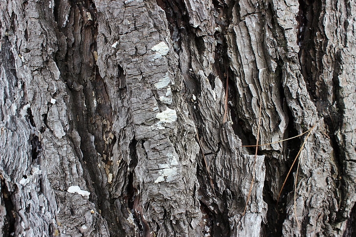 textur träd, naturen, bark, trunk, Barken, Tree bark textur, träd