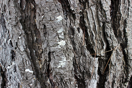 texture tree, nature, bark, trunk, tree bark, tree bark texture, tree