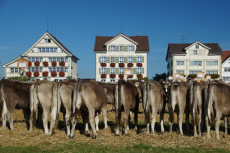 show de gado, Appenzell Suíça, pedra, aduaneira, Appenzell, vacas, animais