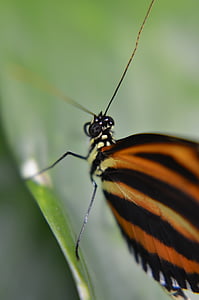 butterfly, macro, simple