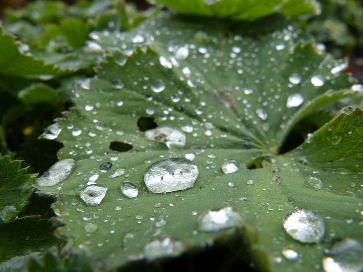 sadetta, Rain drop, lehti, vihreä, kasvi, Luonto