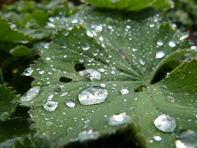 pluie, goutte de pluie, feuille, vert, plante, nature