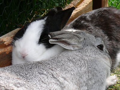 rabbit, dwarf rabbit, munchkins, long eared, nager, rodent, pet