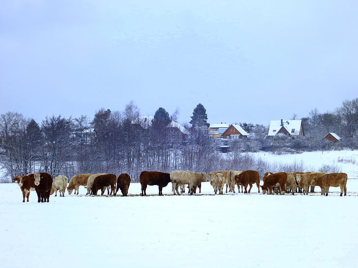 cows, cow herd, winter, agriculture, animals, beef, cattle