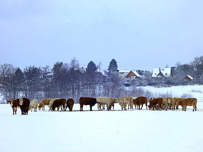 牛, 牛の群れ, 冬, 農業, 動物, 牛肉, 牛