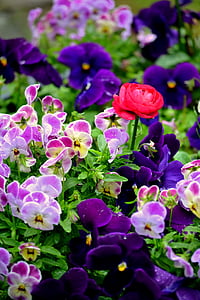 kukat, Puutarha, kasvi, nousi, vaaleanpunainen, violetti, väri
