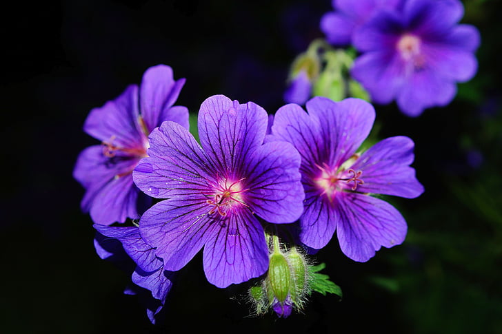 poco profundas, Fotografía, púrpura, flores, flor, flor, floración