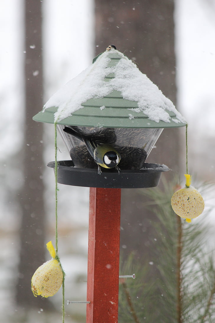 lindude toitmine, talvel, Rantasalmi, Soome