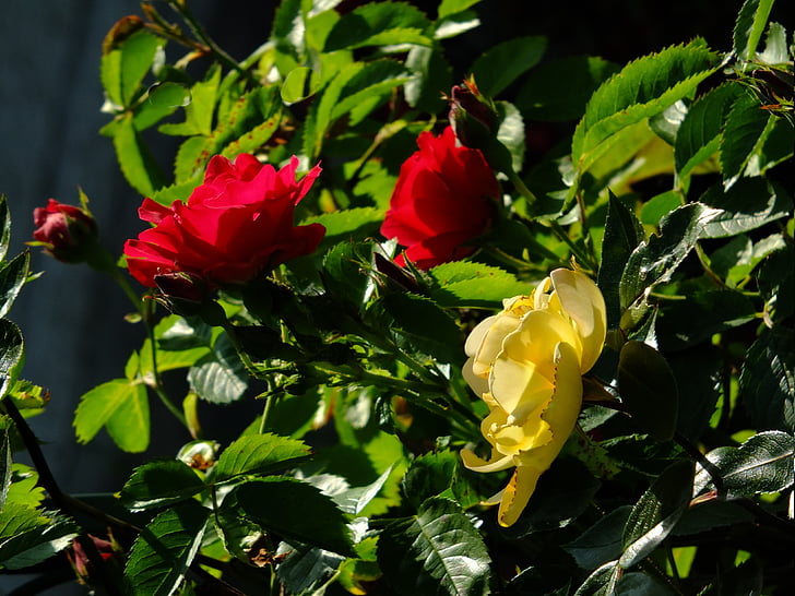 steg, vilde rose, rosenhækken, blomster, haven, Bloom, Rosenfamilien