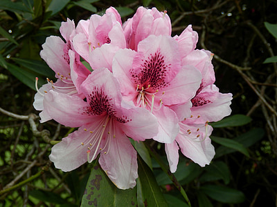 Rhododendron, flori, roz, închide, natura, petale, plante