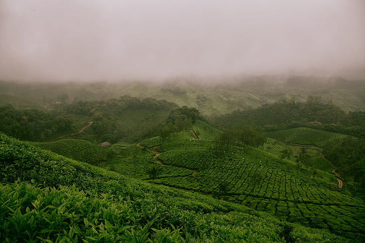 fog, foggy, nature, landscape, hills, agriculture, field