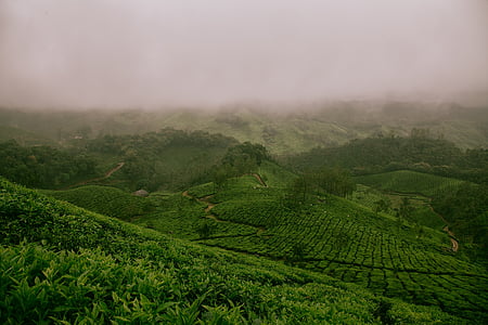 fog, foggy, nature, landscape, hills, agriculture, field