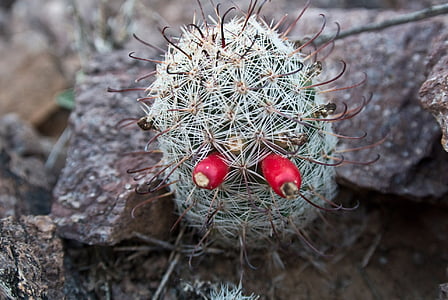 Arizona, Tucson, Desert, Cactus, peisaj, natura