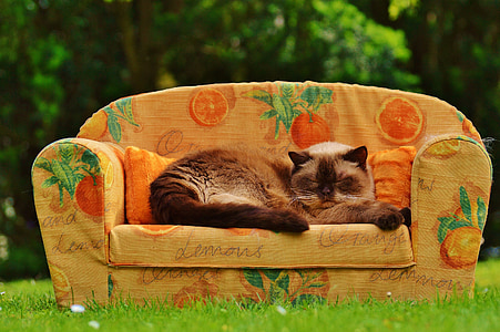soffa, soffan, katt, Brittiskt Korthår, fullblod, päls, brun