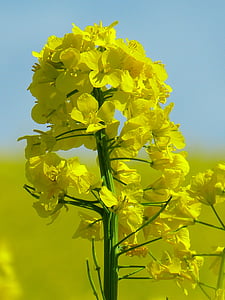 φυτό, καλλιέργεια, Κίτρινο, μεγαλώνουν, Γεωργία, λεμόνι, βιασμός άνθος