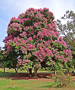 arbre de Júpiter-myrtle gegant, Lagerstroemia speciosa, arbre de Júpiter-Murta de la Reina, orgull de l'Índia, jarul, arbre, flor
