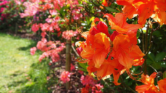 Azalea, cvijet, rododendrona japanski, proljeće, azaleje, priroda, makronaredbe