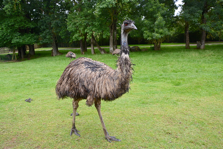 EMU, iso lintu, höyhenet, Luonto, höyhenpeite, EMU Australia, eläinten