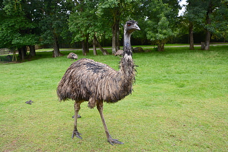 emu, นกขนาดใหญ่, ขนนก, ธรรมชาติ, ขนนก, emu ของออสเตรเลีย, สัตว์