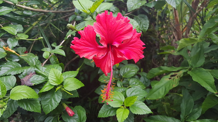 Гибискус, цветок, тропические цветы