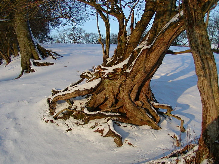 root, rooted, winter, snow, cold, snow magic, wintry