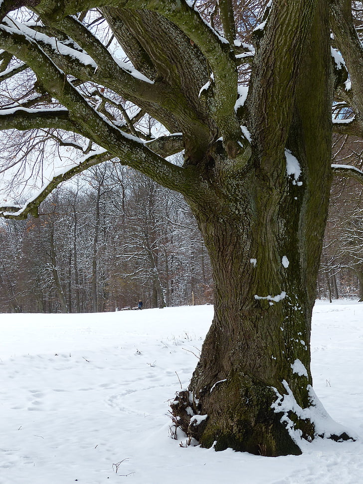 boom, sneeuw, besneeuwde, winter, koude, veld, hemel
